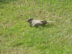 P1190858 House Sparrow_Female